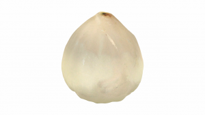 Mô hình trái mận (White Water Apple) - OBJ / STL